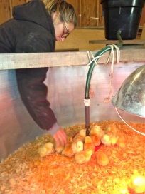 I made sure each and every chick got a sip of water as I put them in their new home. Overkill, maybe. But I love them so!