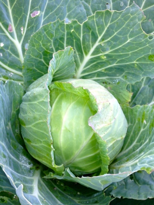 Our cabbage is starting to head up.