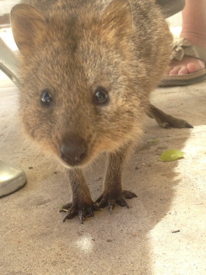 Quokka! The cutest thing you've ever seen! Until he tries to steal your candy (AKA lollies in Aussie speak).