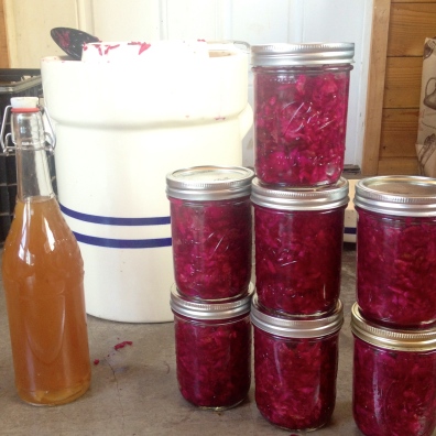 I have become very interested in different preservation methods, especially old school ferments that are high in probiotics and B vitamins. Pictured is an awesome crock I got for my birthday, some delicious beet & cabbage kraut, and my newest craze: kombucha!