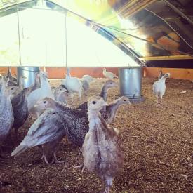 Baby turkeys! We're on track to sell out in the next few weeks